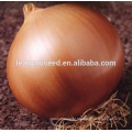 MON03 Huang 96 days global yellow onion seeds for sales